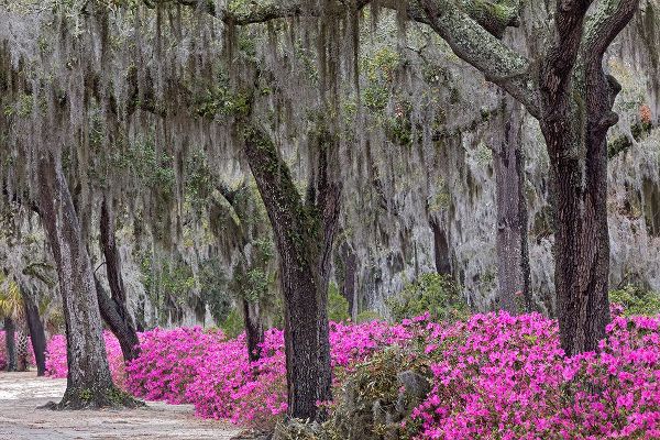 Jones, Adam 아티스트의 Live oak trees draped in Spanish moss and azaleas in full bloom in spring-Bonaventure Cemetery작품입니다.
